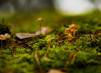 Small light brown mushrooms with thin legs growing on dark green moss