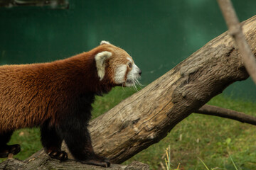 red panda bear