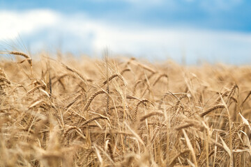 Field of grain, spikelets of wheat, barley
