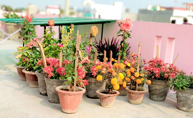 Small herb and flower garden built on terrace or roof