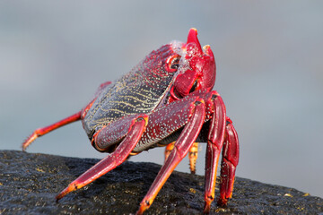 rote_Klippenkrabbe