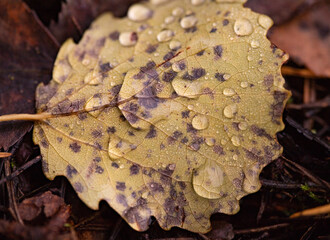 Macro photo of yellow autumn aspen licht covered with raindrops on dark background