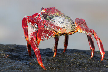 rote_Klippenkrabbe