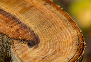The texture of a brown saw cut wood of a warm shade with wood defects