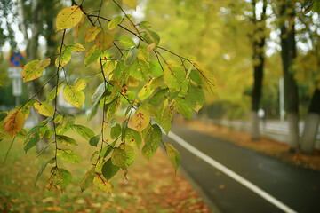 beautiful autumn park landscape / forest, trees in yellow foliage, autumn landscape, leaf fall