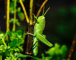 huge green grasshopper climbs up a stem