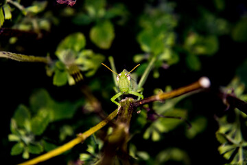 a giant green grasshopper is perched on a branch staring and about to jump
