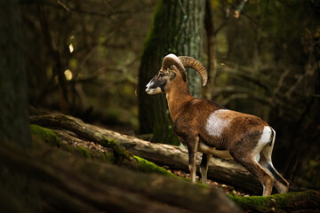 European mouflon - Ovis Aries Musimon in the forest