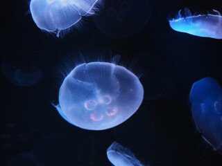 優雅に泳ぐ水クラゲ