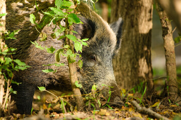 Wild boar - Sus Scrofa in woods