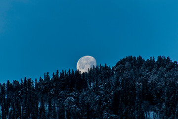 The moon setting over snowy trees