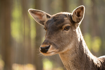 Fallow deer portrait
