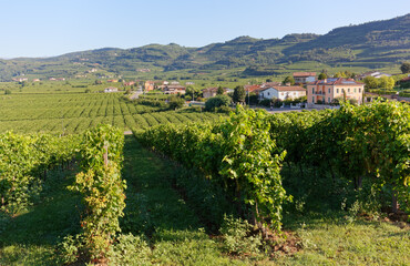 Fototapeta na wymiar Vineyard Landscape in Soave, Italy
