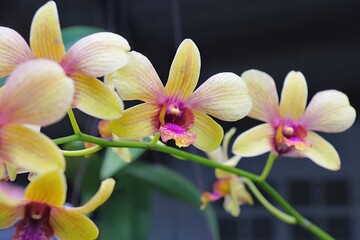 Yellow Orchid flower in garden