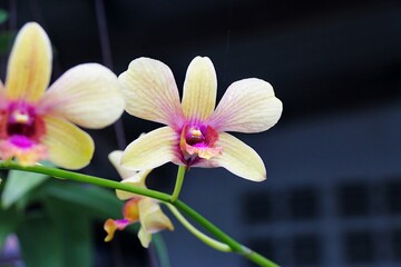 Obraz na płótnie Canvas Yellow Orchid flower in garden