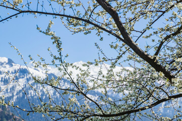 Apple/Cheery blossoms spring
