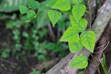 Green leaf ivy On natural background, out door.
