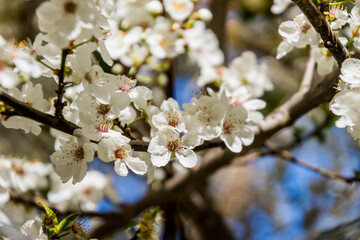 Fototapeta premium Apple/Cheery blossoms spring