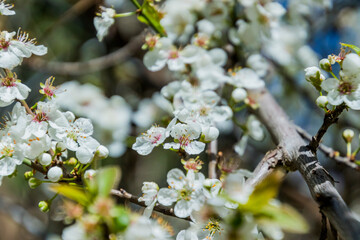 Apple/Cheery blossoms spring