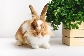 Adorable rabbit with parsley on a white background. Front view.