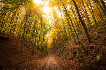 Road in the beautiful colorful autumn forest in Hungary