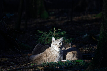 lynx in wood enjoying the last sunrays