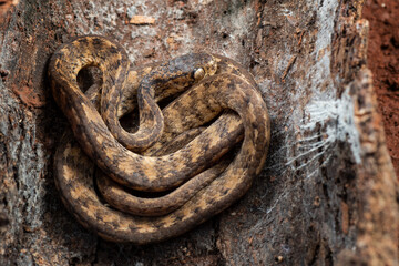 The keeled slug snake inside a tree bark