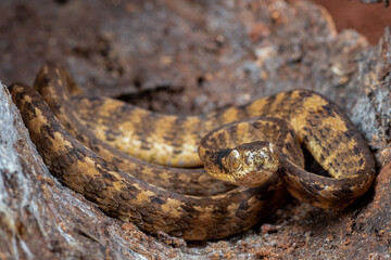 The keeled slug snake inside a tree bark