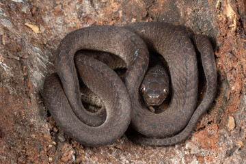 The keeled slug snake inside a tree bark