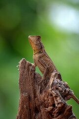 The chameleon forest dragon hides in dry leaves