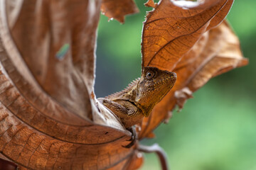 The chameleon forest dragon hides in dry leaves
