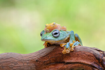 Green tree flying frog, rhacophorus reinwardtii