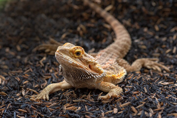 Pogona vitticeps,Bearded dragons from australia