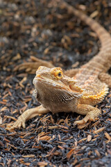 Pogona vitticeps,Bearded dragons from australia
