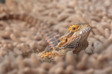 Pogona vitticeps,Bearded dragons from australia