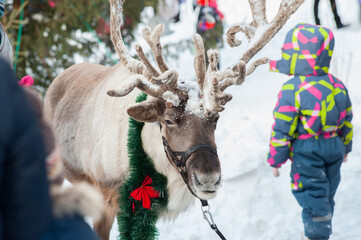 christmas reindeer decorated with tinsel outdoors on holiday © Надежда Долгова