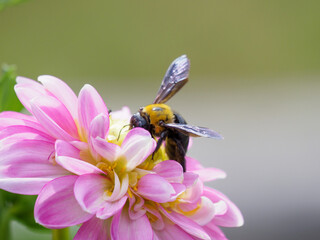 ダリヤと蜂