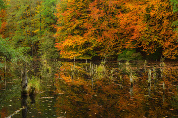 Dead tree trunks in Hubertlaki Lake , Hungary
