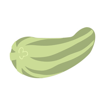 Zucchini in cartoon style. Vector image. Isolated on white