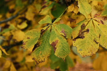 Herbstlich verfärbte Blätter eines Kastanien-Baums im Herbst