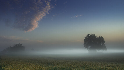 Krajobraz w mgle
