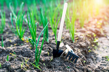 Mini shovels and rakes in the garden. The concept of planting plants in the garden in spring and summer.
