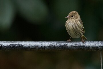 Super Crop Close Up of Sparrow
