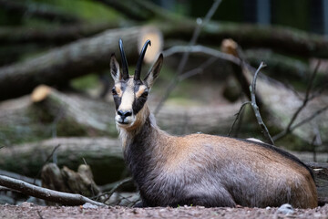 Chamois