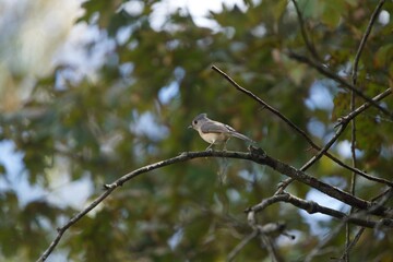 Tuffed TItmouse