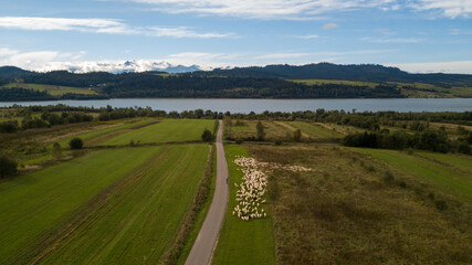 Fototapeta na wymiar Landscape - mountains, lake, sheeps 