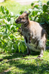 Red-necked wallaby © Cloudtail