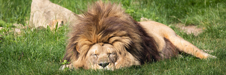 Barbary lion