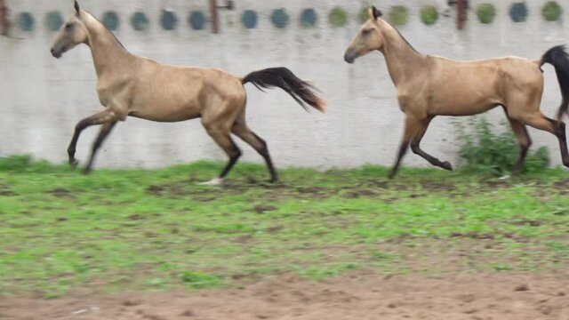 Trotting and galloping akhal-teke colts in slow-motion