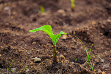 Small banana plant at field
